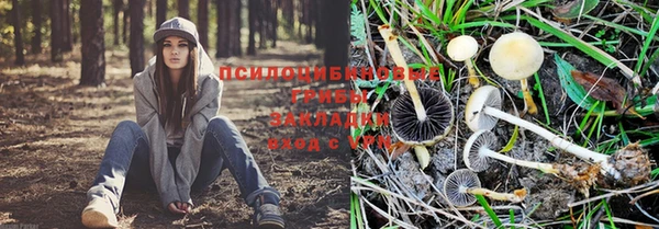 PSILOCYBIN Алзамай
